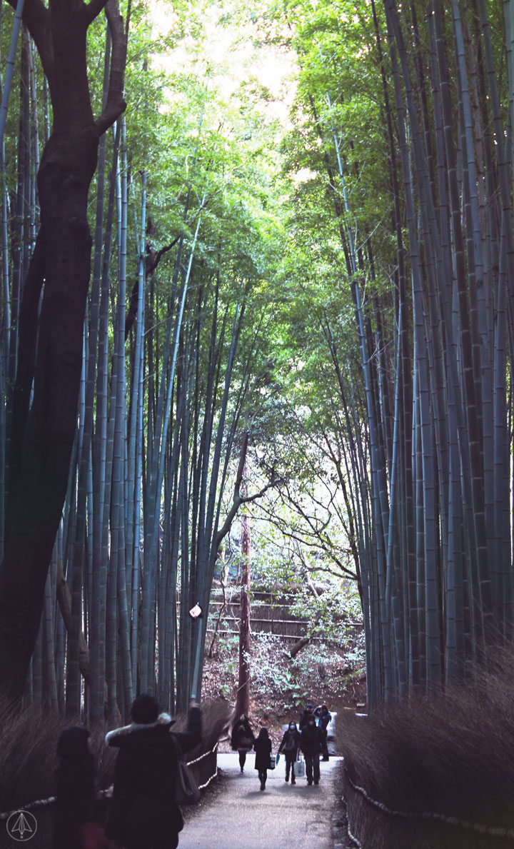 Japan Bamboo Grove