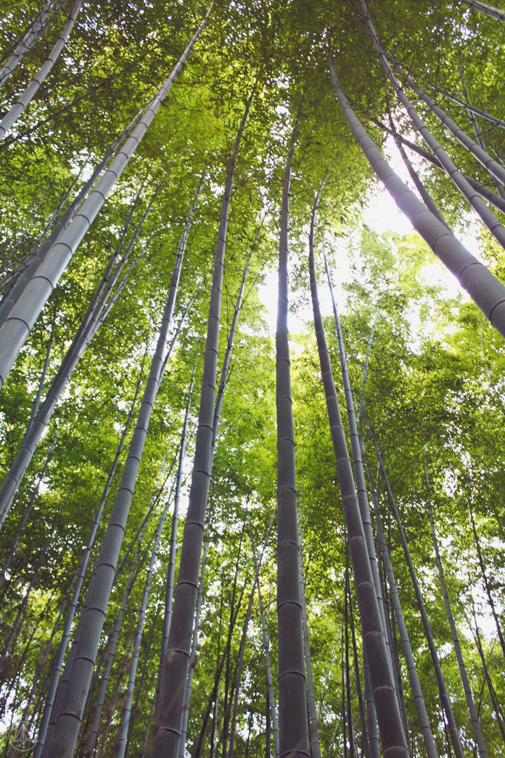 Japan Bamboo Grove