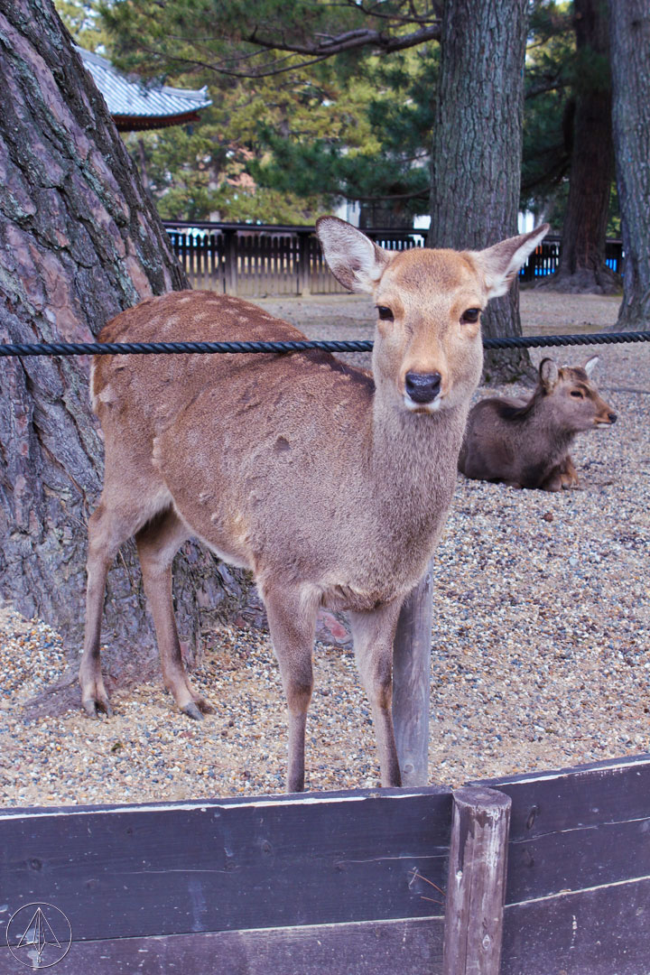 Deer Nara Park