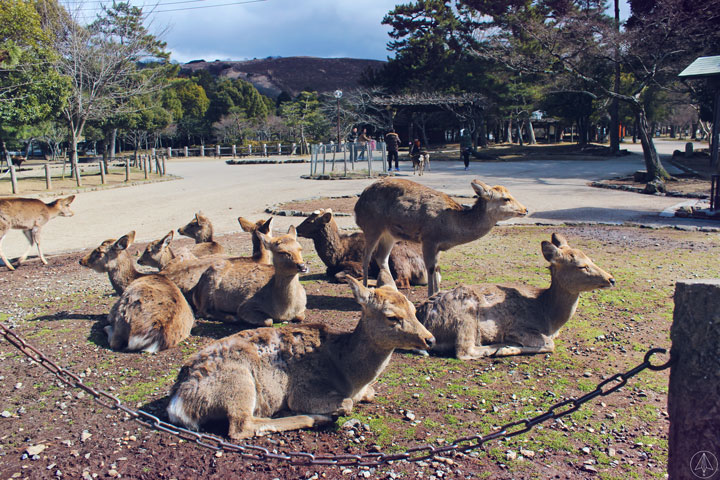 Deer Nara Park